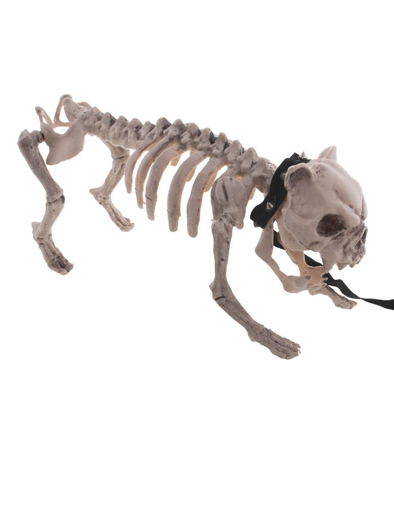 Buldogi skelett